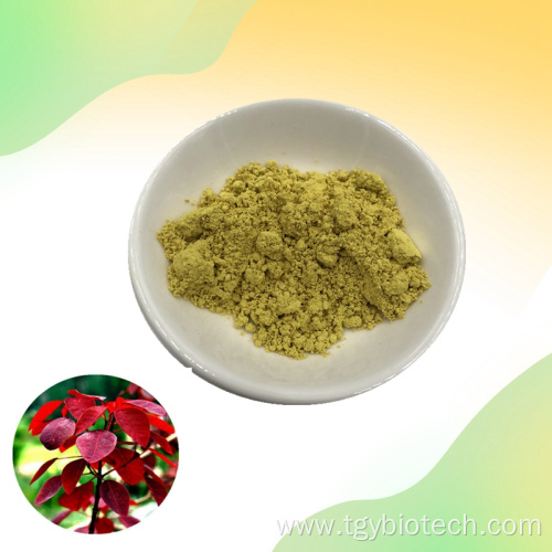 100% Natural Cotinus Coggygria Extract Powder Fisetin 98%